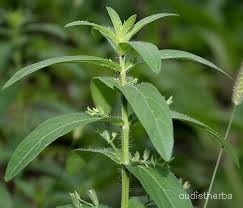 Andrographis echioides leaf2.jpg